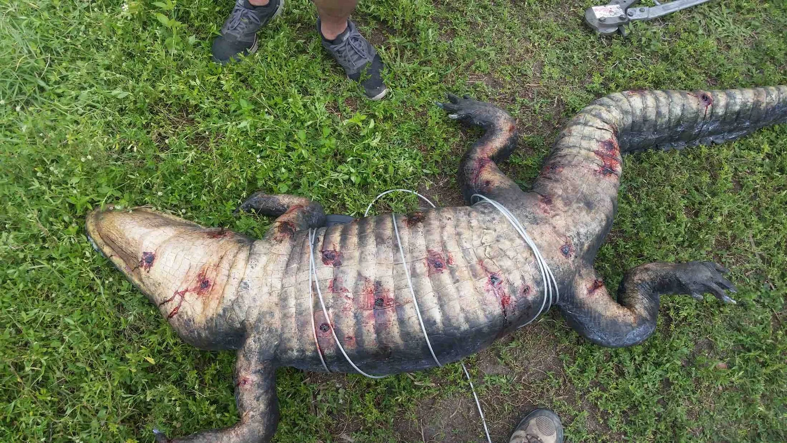 Dead Alligator Prop for "Graceland" TV show