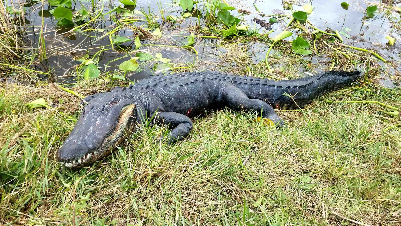 Dead Alligator Prop for "Graceland" TV Show